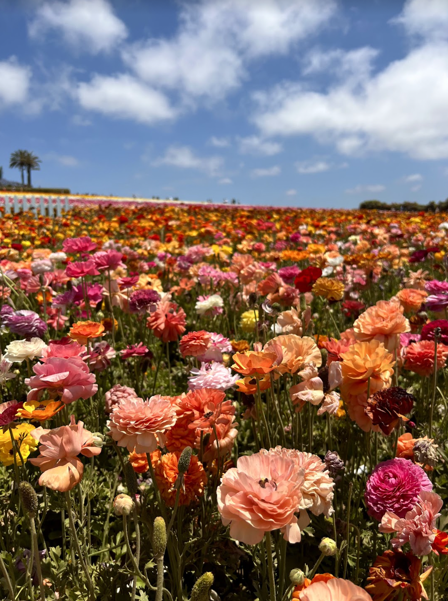 Beautiful landscape with thousands of flowers at the Flower Fields Carlsbad