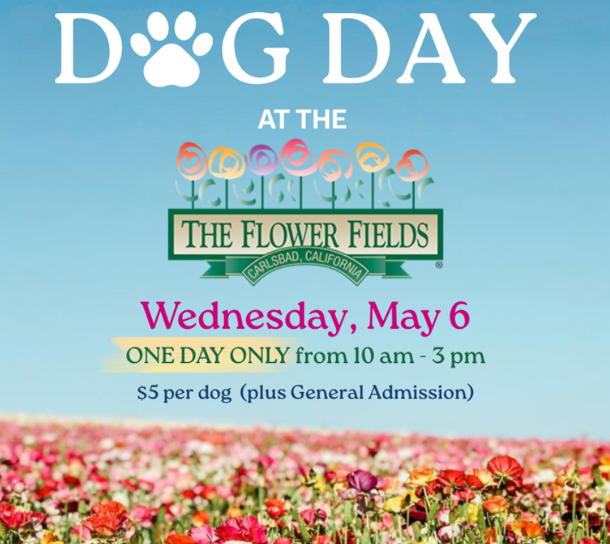 Dog day by flowers fields carIsbad